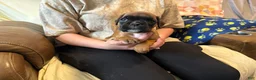 Boxer dogs for sale: Dolly - Ad 6