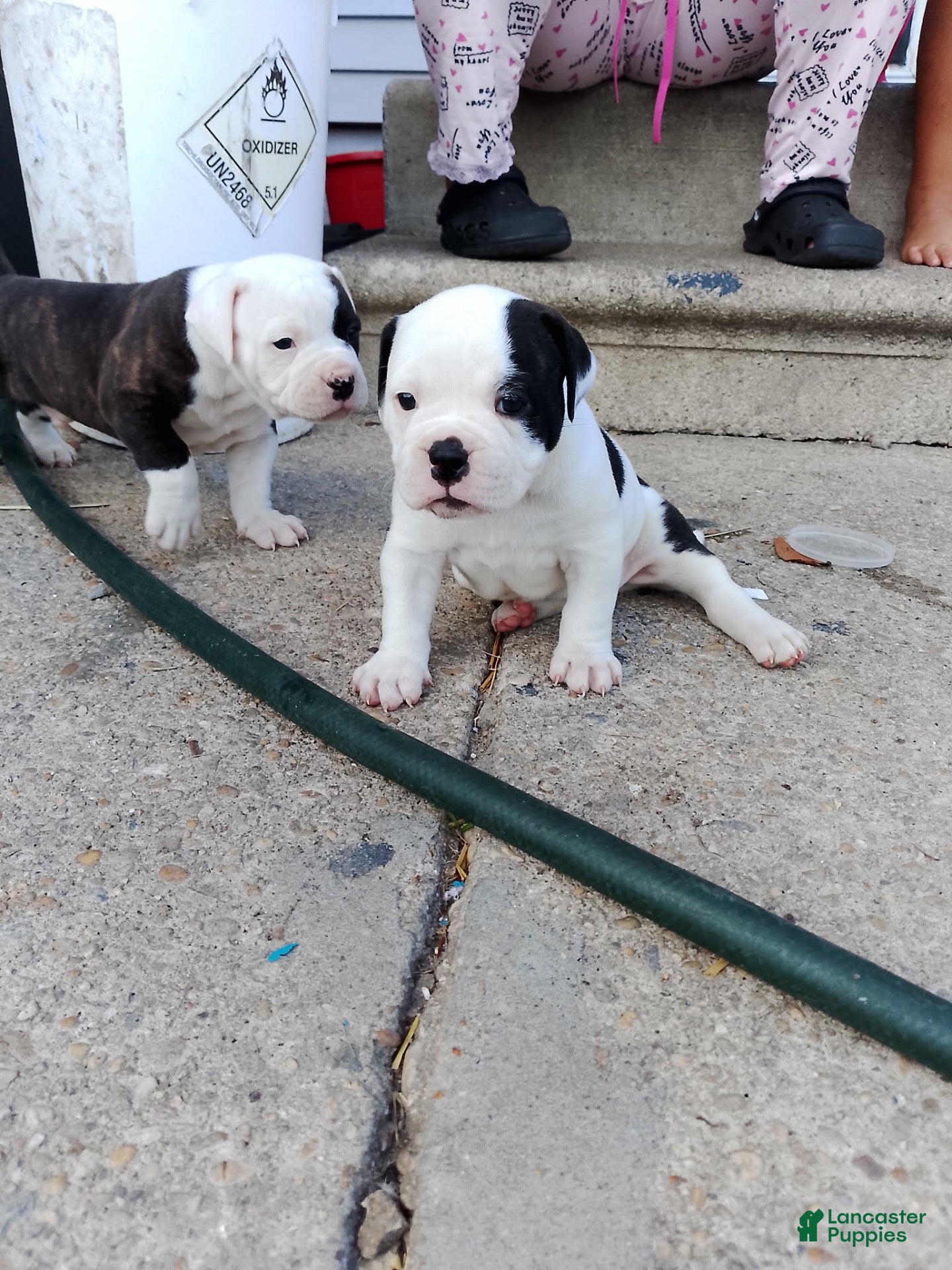 American Bulldog dogs for sale: American Bulldog 3 - Ad 18