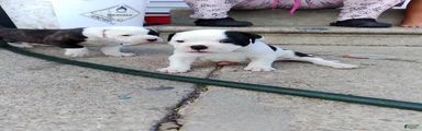 American Bulldog 3