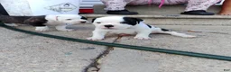 American Bulldog dogs for sale: American Bulldog 3 - Ad 1