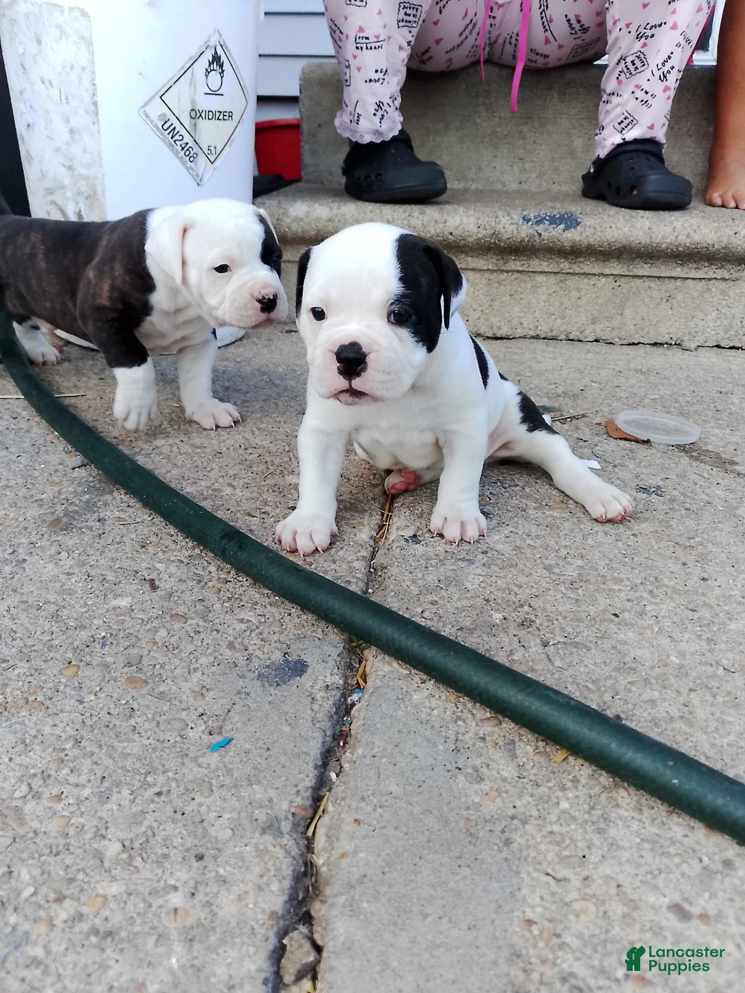American Bulldog dogs for sale: American Bulldog 3 - Ad 1