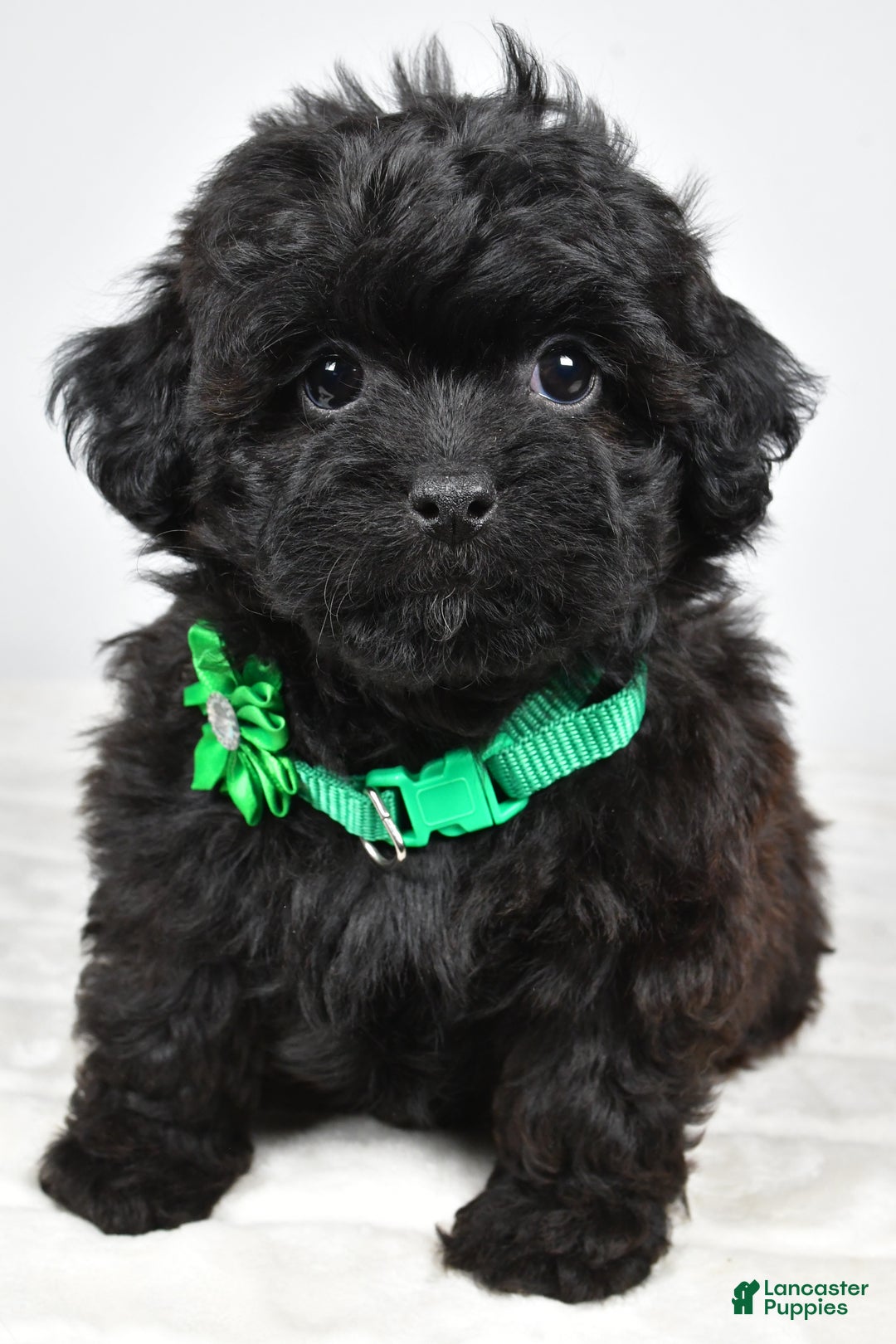 Shihpoo dogs for sale: Ivory - Ad 2