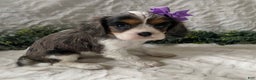 Cavalier King Charles Spaniel dogs for sale: Greta- Blue Merle - Ad 1