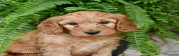 Mini Goldendoodle dogs for sale: Duke - Ad 3