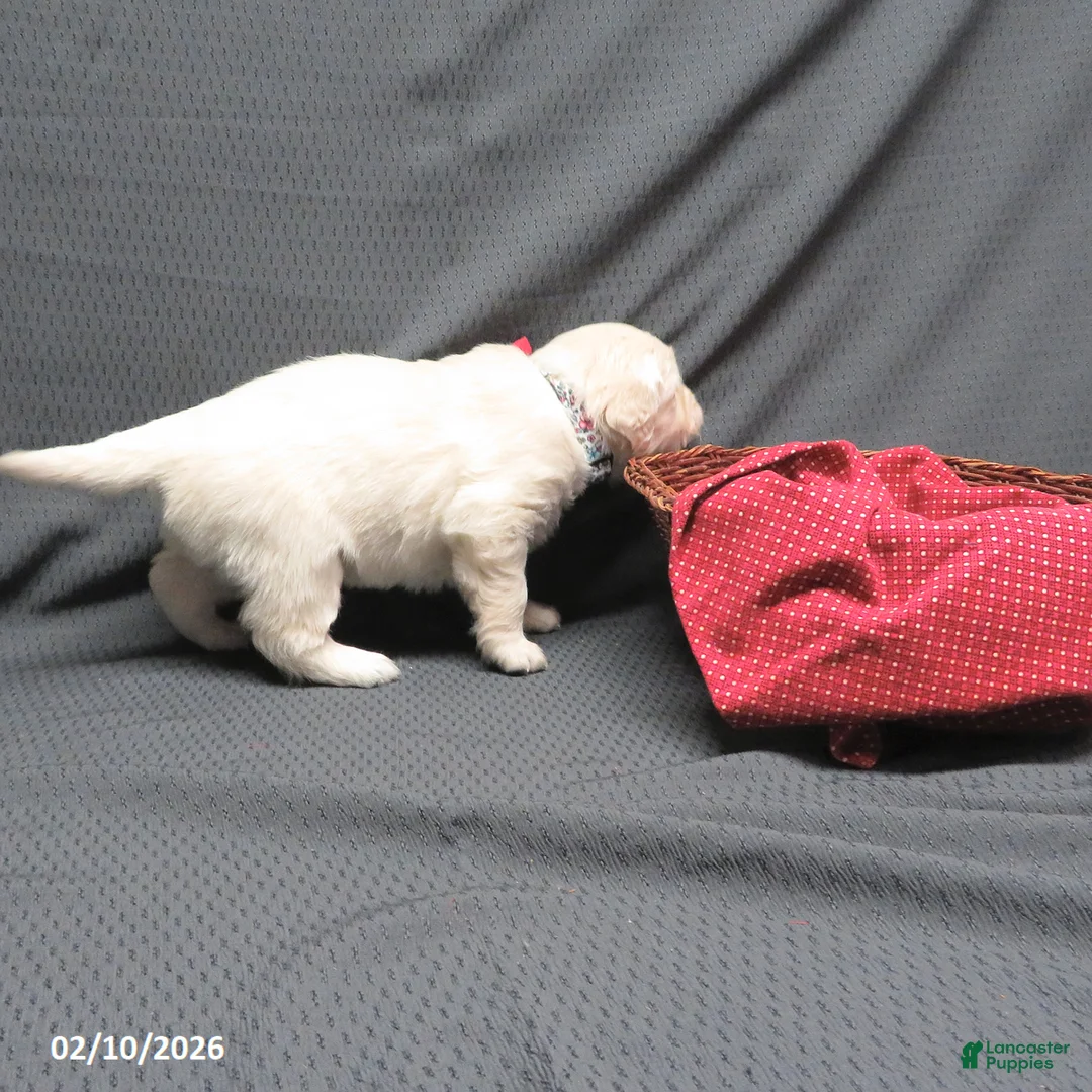 Golden Retriever dogs for sale: Bitsie - Ad 9