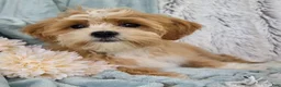 Shihpoo dogs for sale: Hudson - Ad 3
