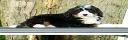 Mini Bernedoodle dogs for sale: Watson - Ad 4