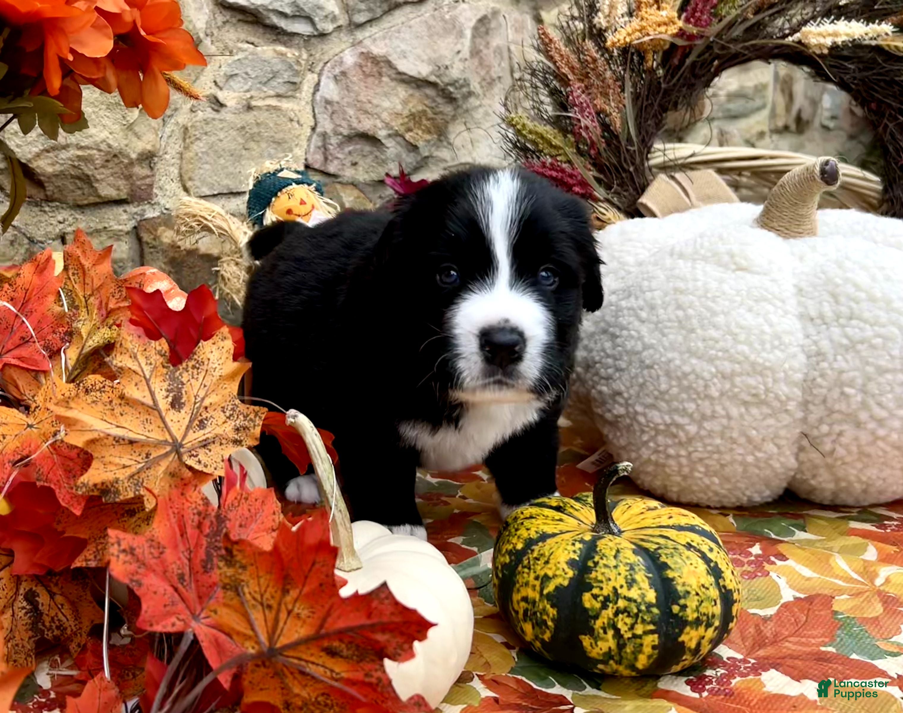 Mixed Breed dogs for sale: Ranger - Ad 1