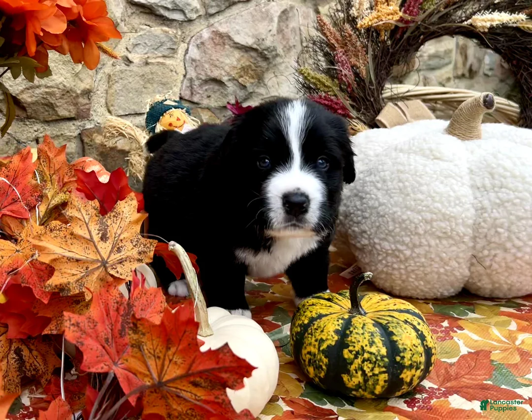 Mixed Breed dogs for sale: Ranger - Ad 1