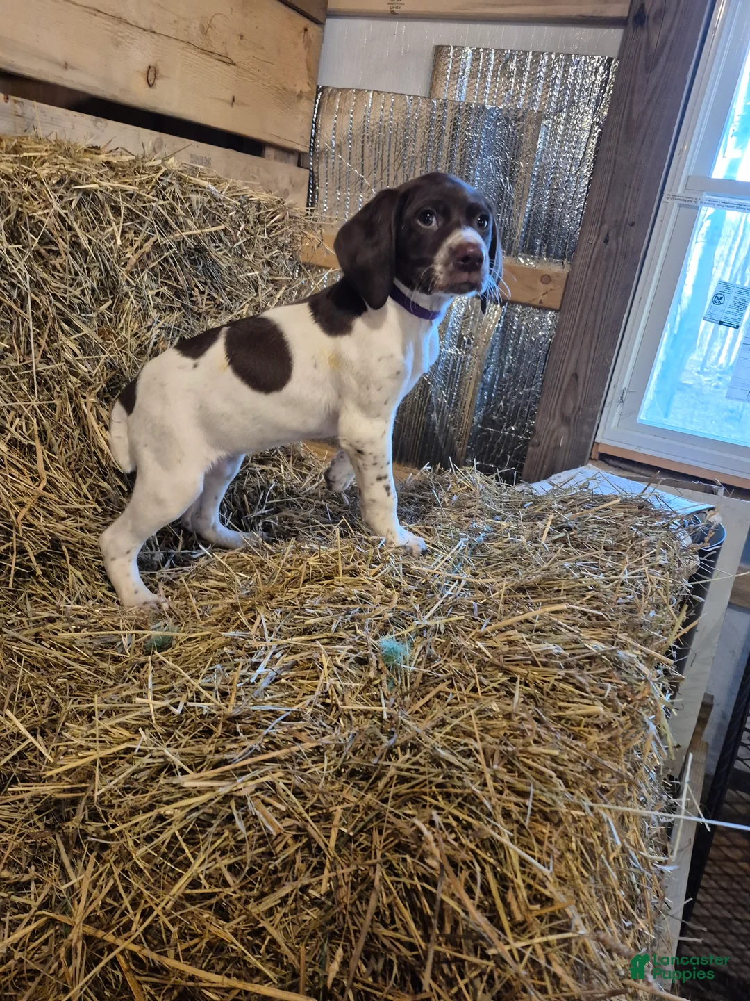German Shorthaired Pointer dogs for sale: Lila - Ad 3