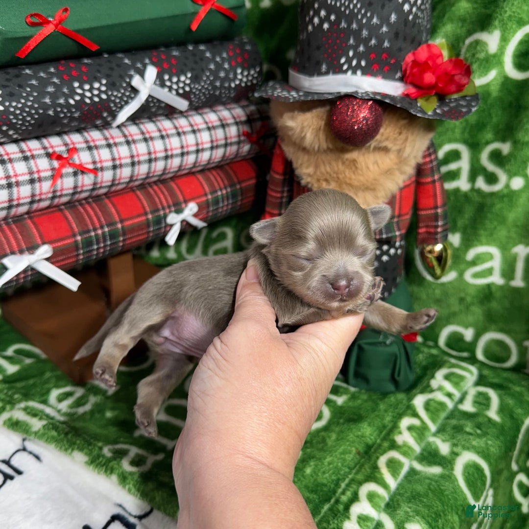 Chihuahua dogs for sale: Aurora Long Coat Lavender  - Ad 5