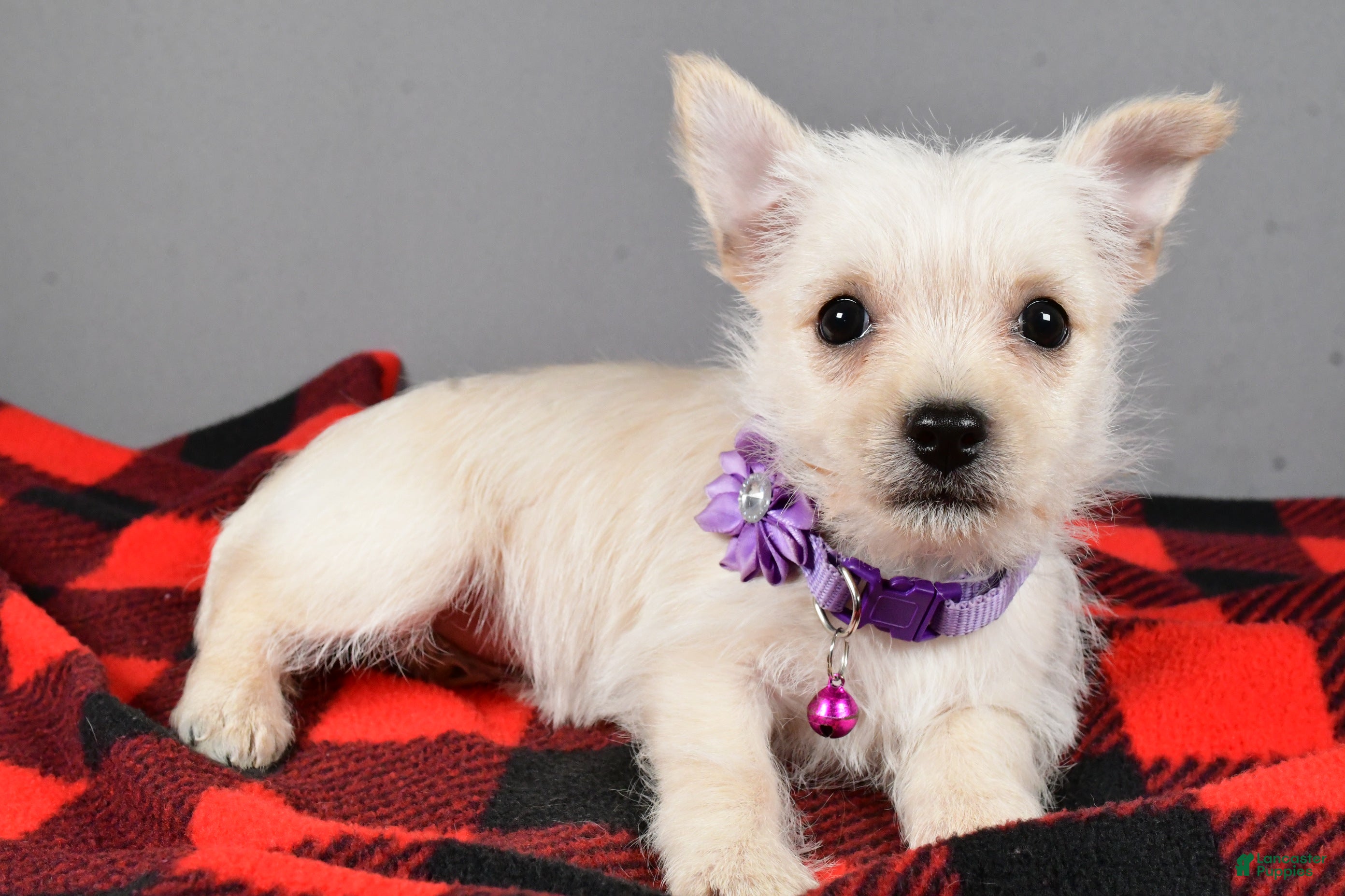 Cairn Terrier dogs Sox - Ad 7