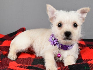 Cairn Terrier dogs Sox - Ad 5