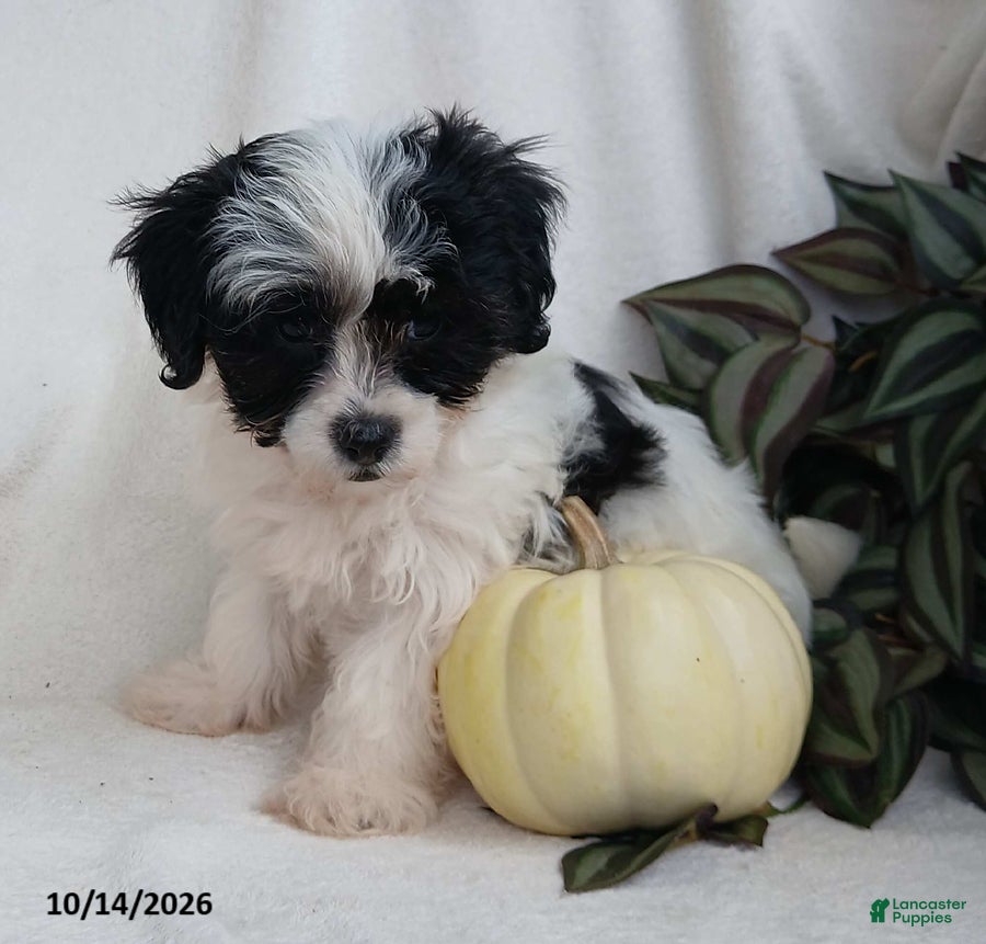 Teddy Bear dogs Kyla - Ad 1