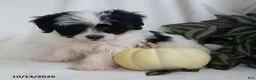 Teddy Bear dogs for sale: Kyla - Ad 1
