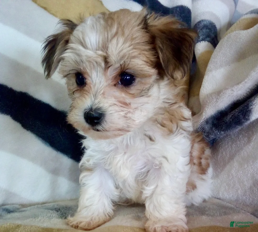 Yochon dogs for sale: Missy - Ad 1