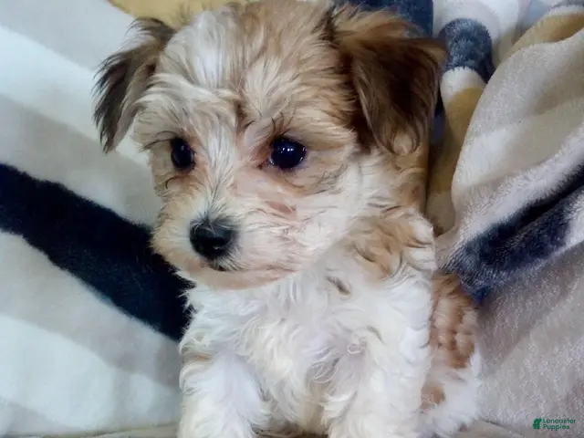 Yochon dogs for sale: Missy - Ad 14