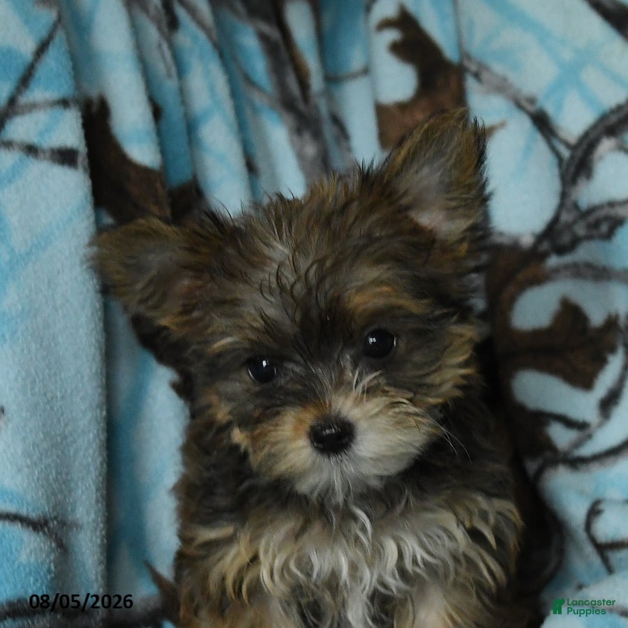 Morkie dogs Zaire - Ad 2