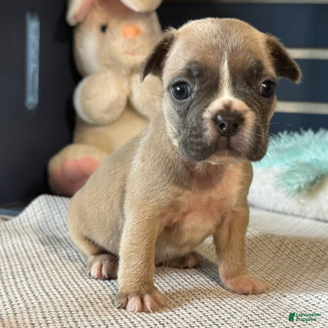 French Bulldog dogs for sale: Alex - Ad 21