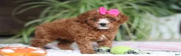 Cavapoo dogs for sale: Joy - Ad 3