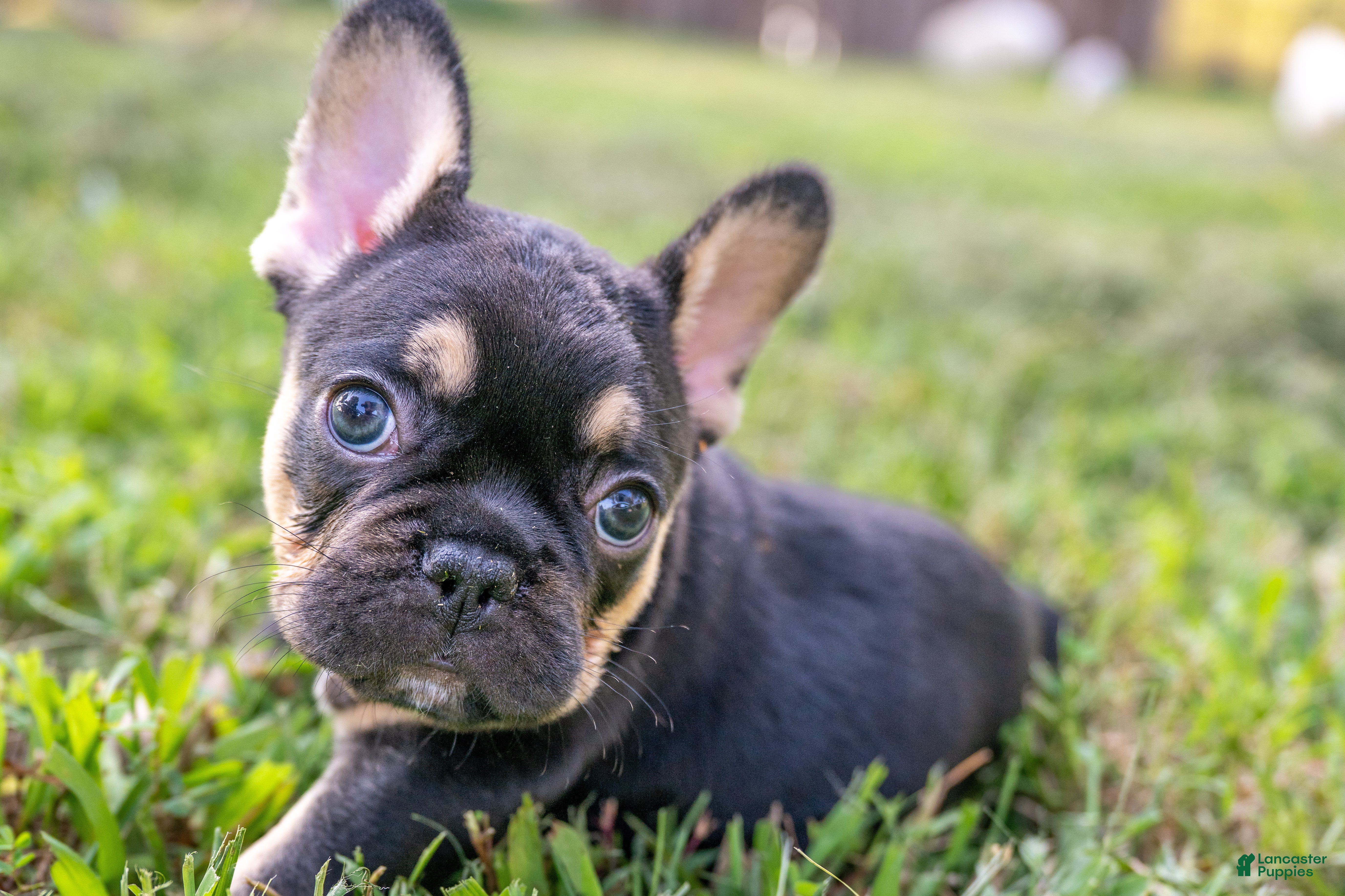 French Bulldog dogs Eve - Ad 37