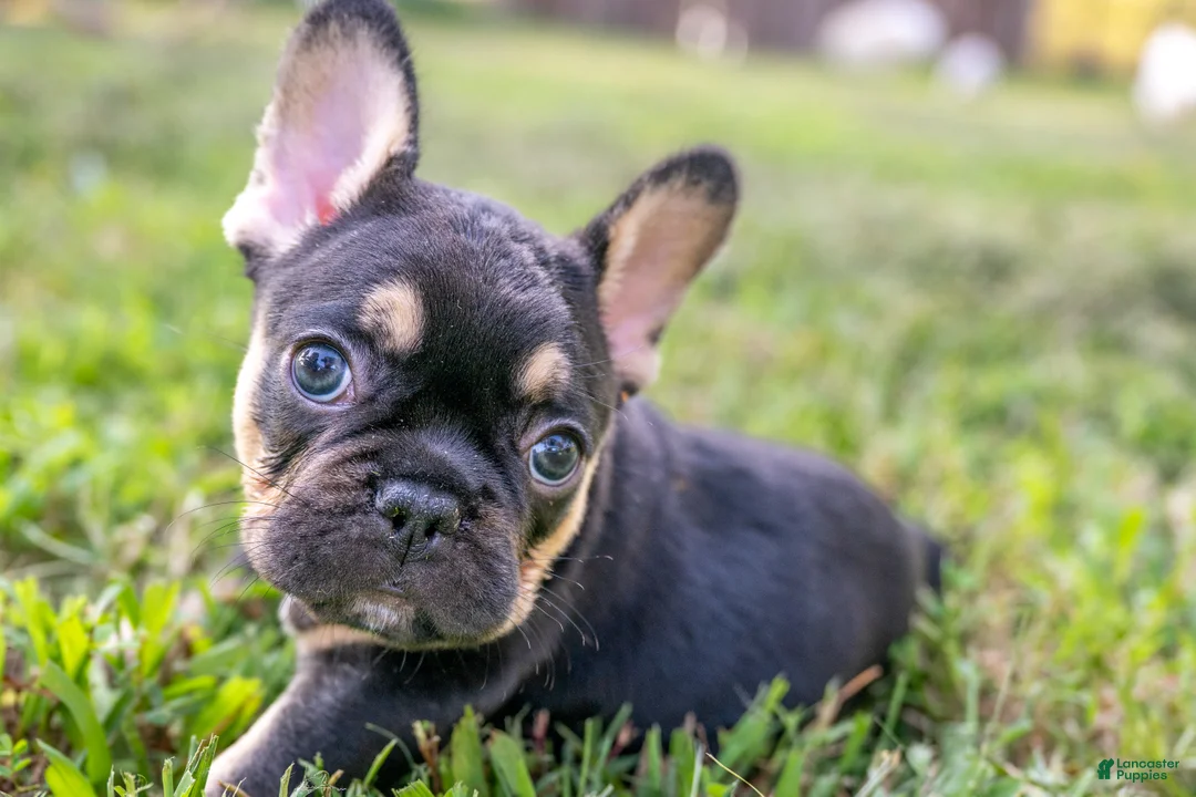 French Bulldog dogs for sale: Eve - Ad 1
