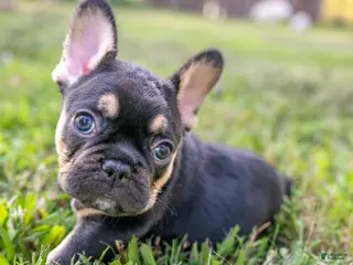 French Bulldog dogs Eve - Ad 37