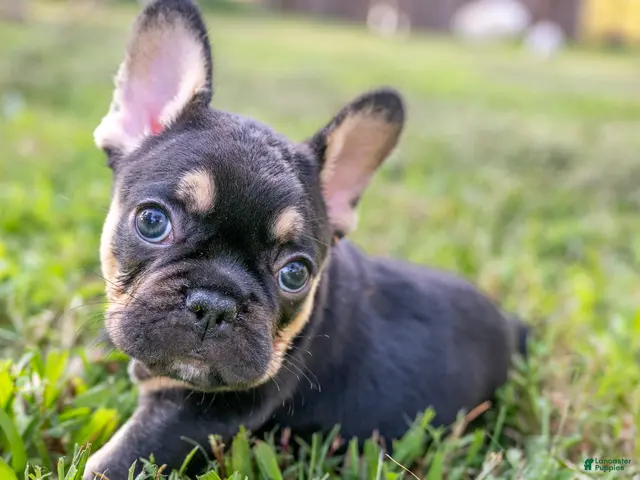 French Bulldog dogs Eve - Ad 41
