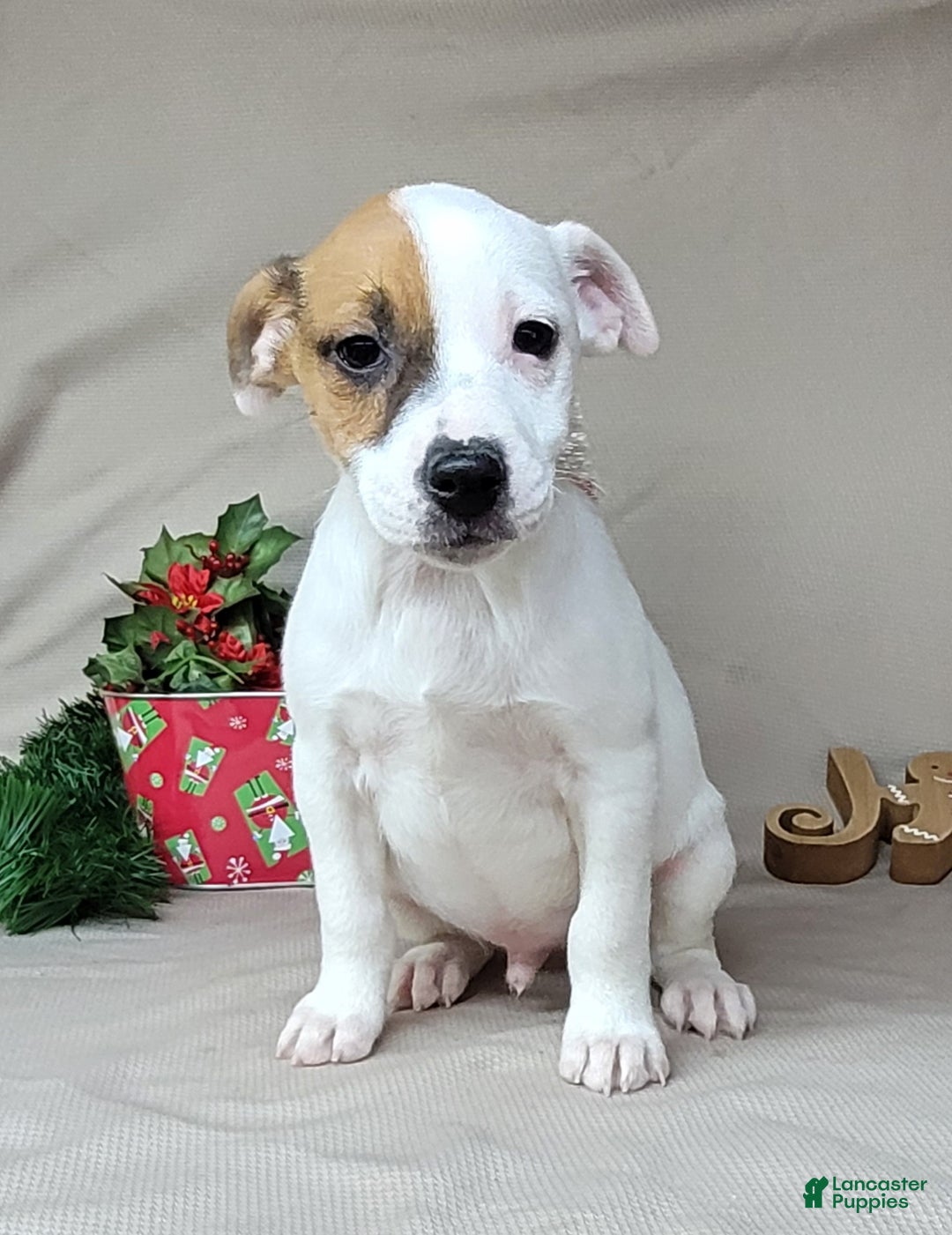 Jack Russell Terrier dogs for sale: FALCON of Westfork  - Ad 6