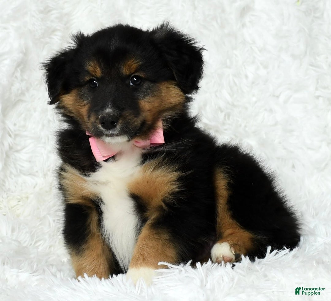 Australian Shepherd dogs for sale: Nellie - Ad 8