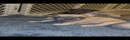 French Bulldog dogs for sale: Honey - Ad 5