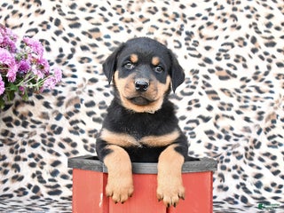 Rottweiler dogs - Ad 38