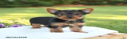 Yorkshire Terrier dogs for sale: Dolly - Ad 2