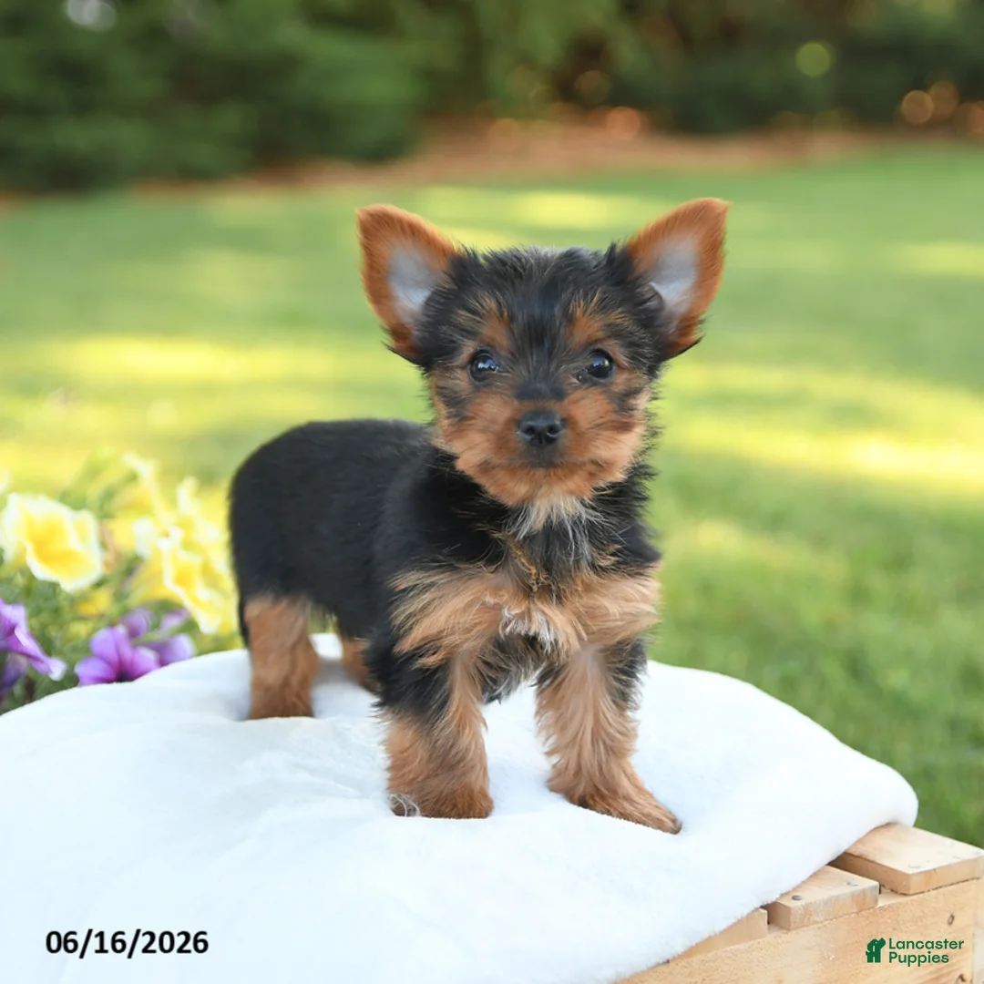 Yorkshire Terrier dogs for sale: Dolly - Ad 2