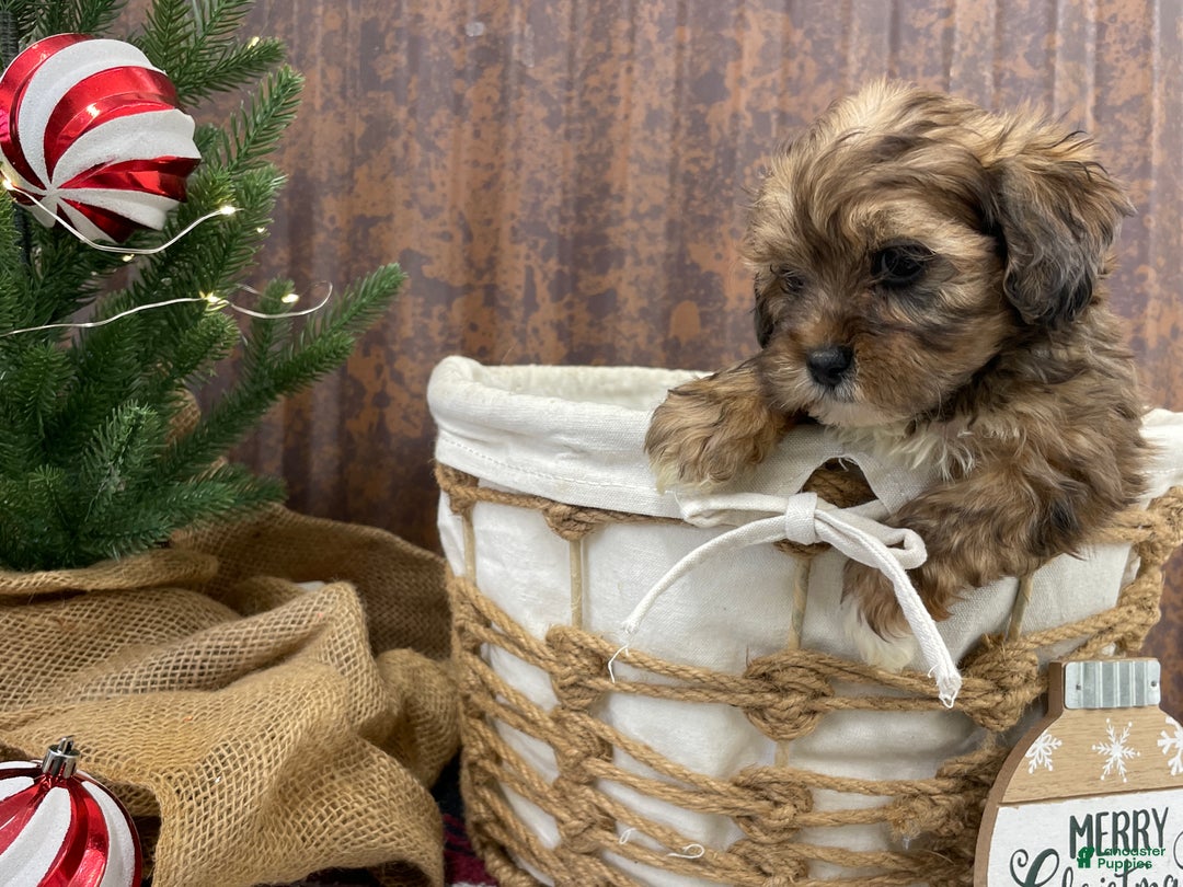 Shihpoo dogs for sale: Chloe - Ad 7