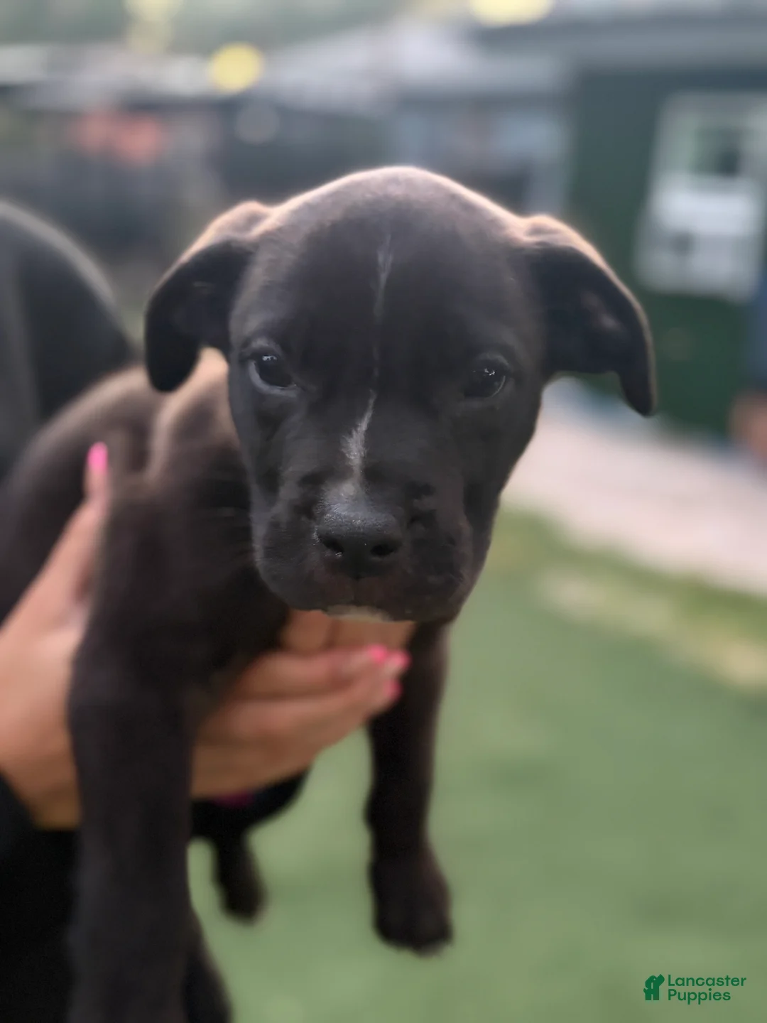 Mixed Breed dogs for sale: Cane Corso / Boerbeol Puppy 4 - Ad 1
