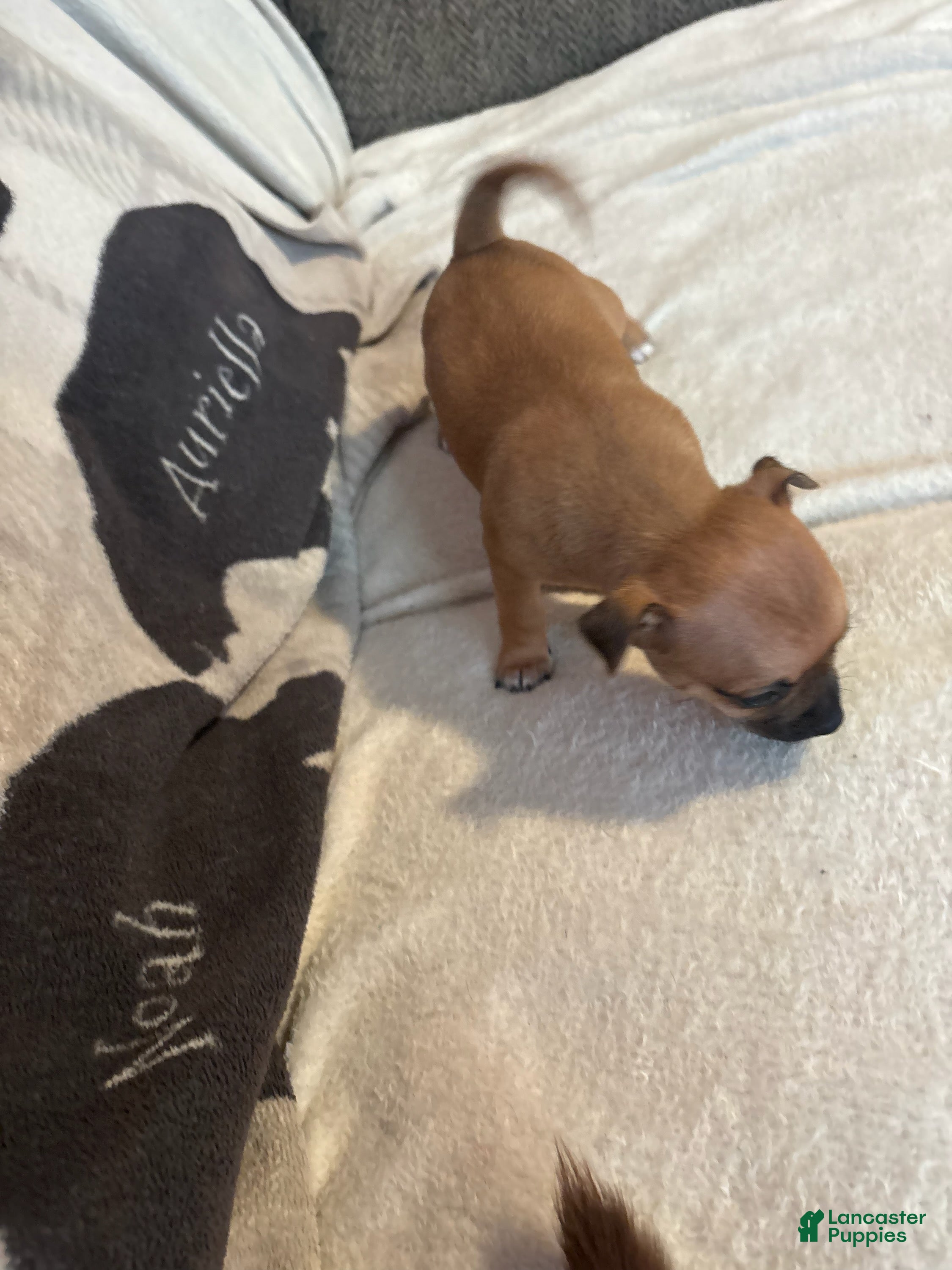 Chihuahua dogs Sandy - Ad 1