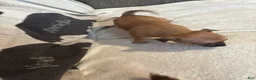 Chihuahua dogs for sale: Sandy - Ad 1
