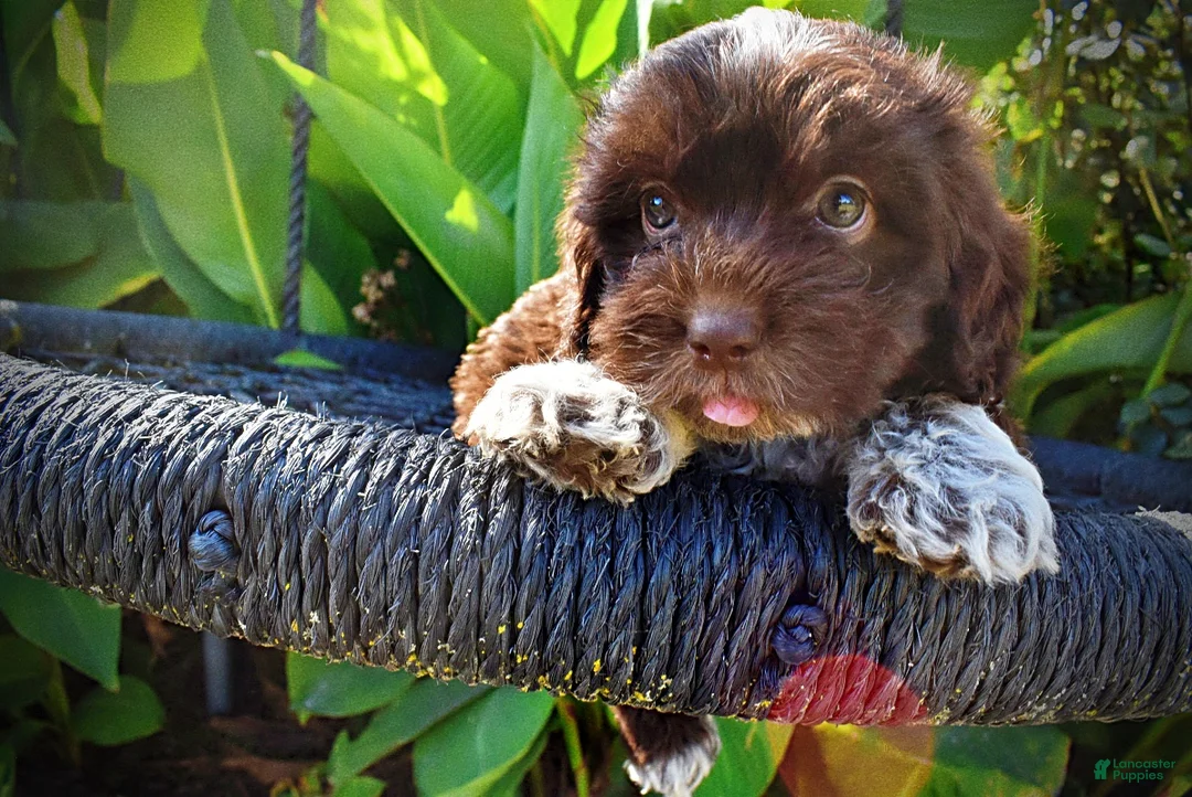 Havapoo dogs for sale: Jackson-LABOR DAY SALE-TAKE $100 OFF!!! - Ad 2