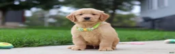 Golden Retriever dogs for sale: Edison 🐾 - Ad 1