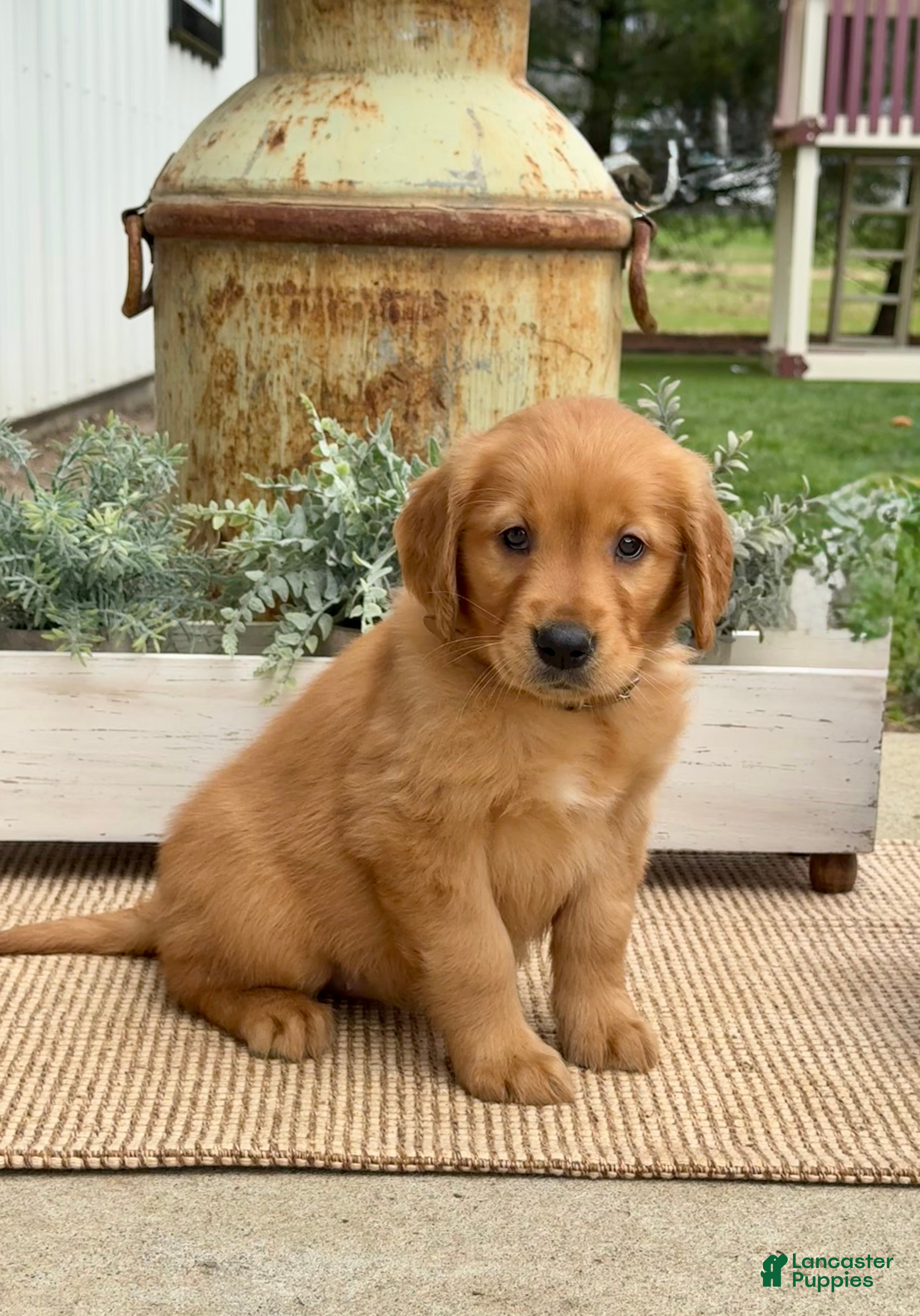 Golden Retriever dogs Gail - Ad 1