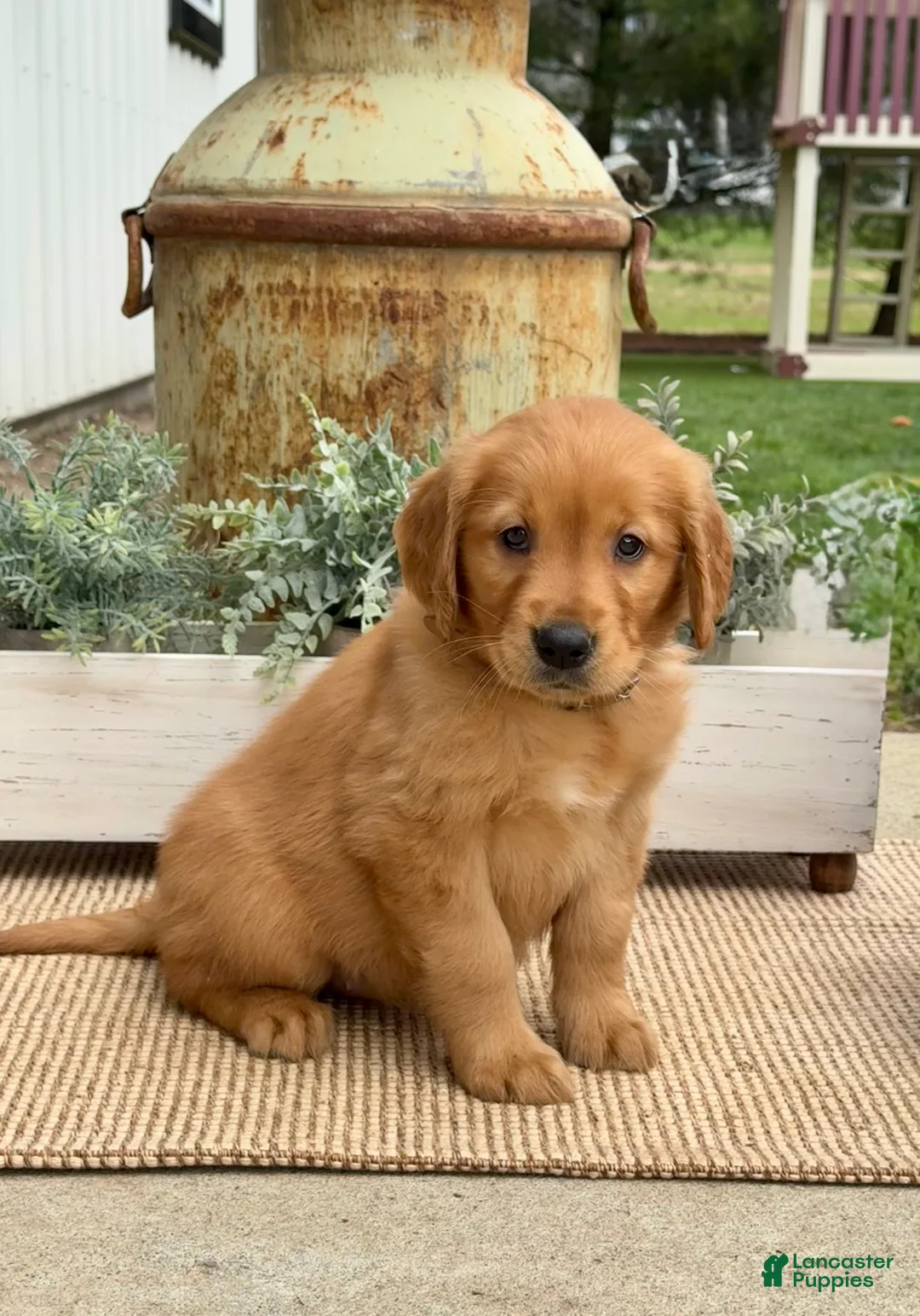 Golden Retriever dogs for sale: Gail - Ad 1