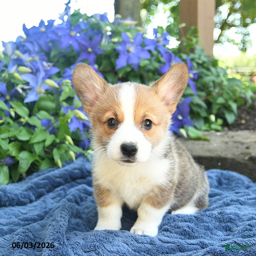 Welsh Corgi Pembroke dogs for sale: Petunia - Ad 3