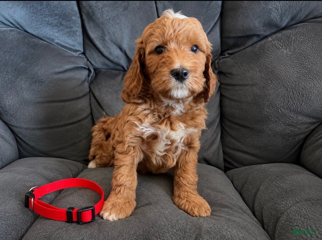 Mini Goldendoodle dogs Red Collar - Ad 1