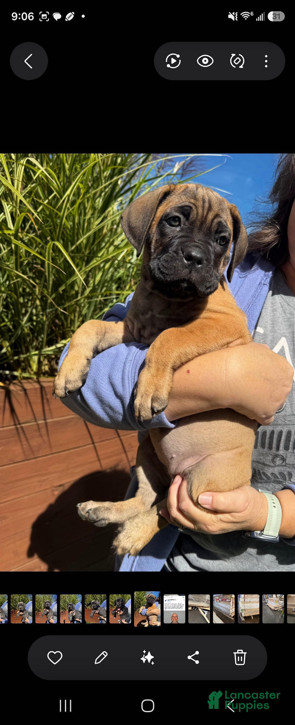 Cane Corso dogs Cane Corso Light Pink Collar - Ad 25