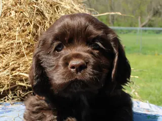 Cocker Spaniel dogs Arrow - Ad 6