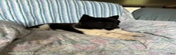 Akita dogs for sale: Sparkle - Ad 2