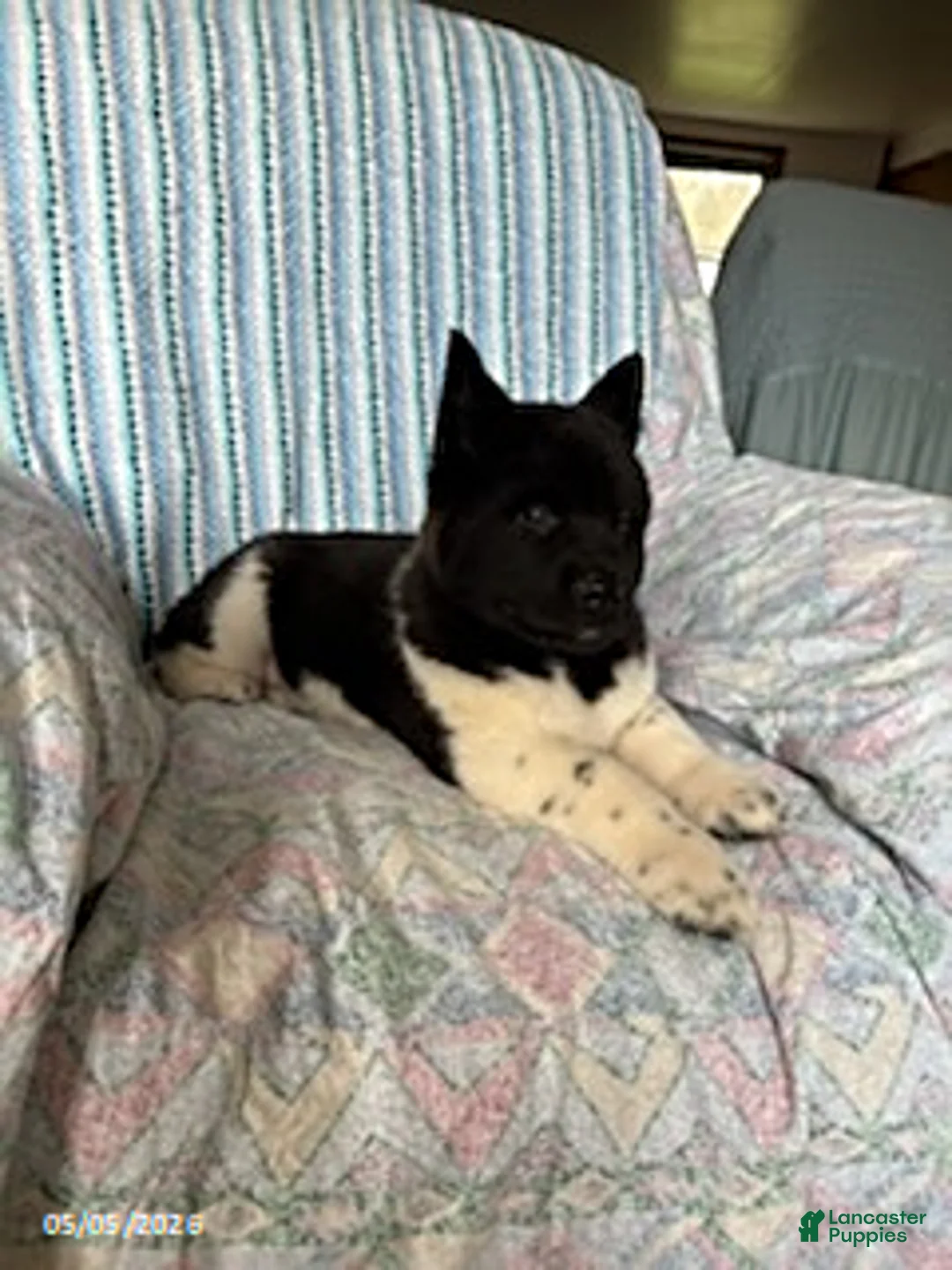Akita dogs for sale: Sparkle - Ad 2