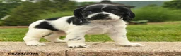 Cocker Spaniel dogs for sale: Leona - Ad 4