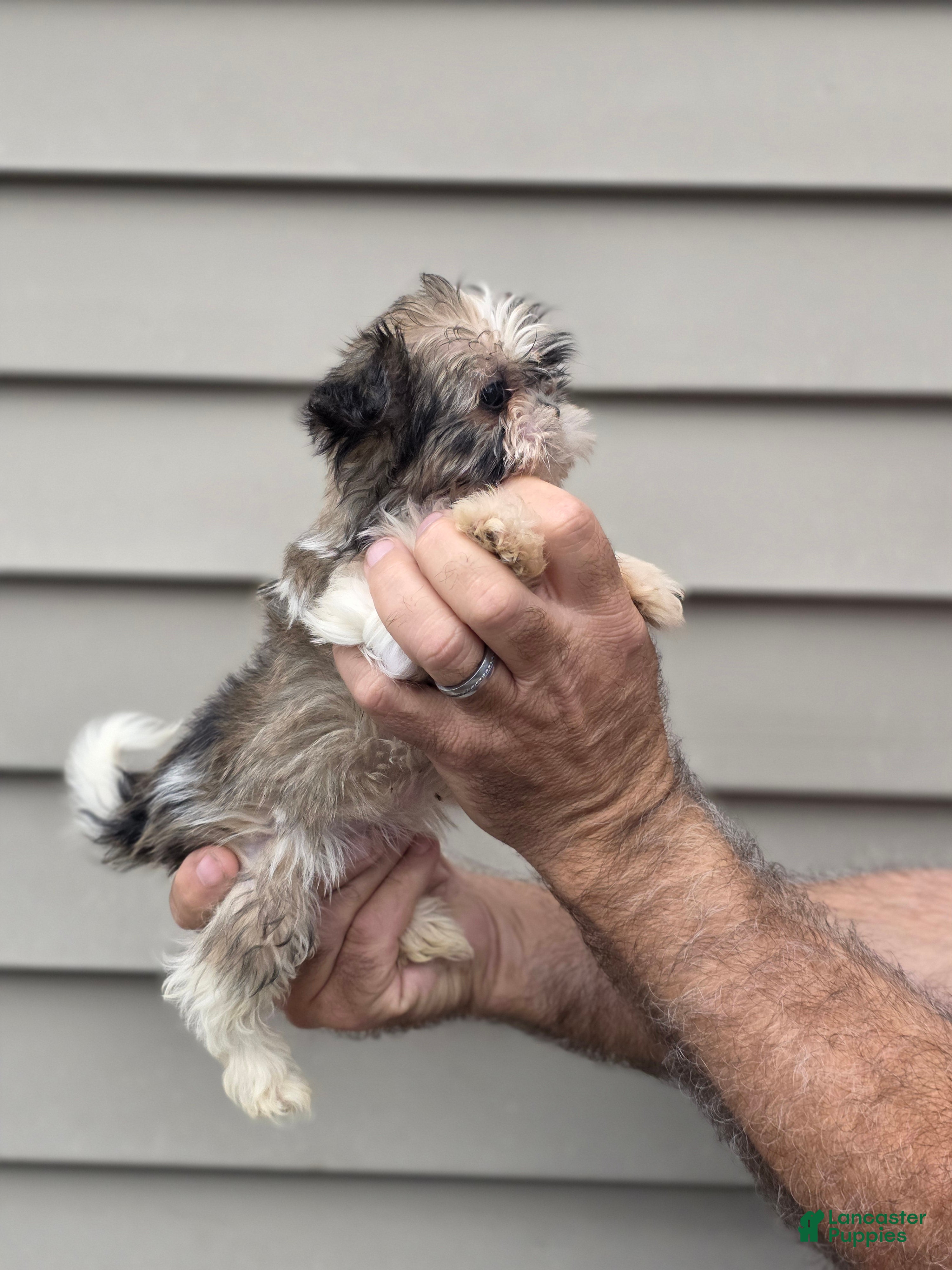 Shih Tzu dogs Patsy - Ad 2